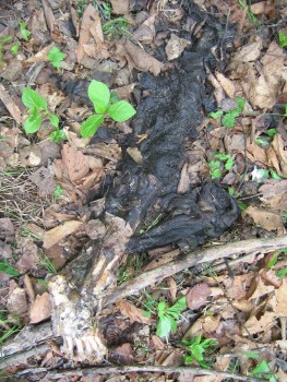 TigerBear2006_JSlaght (7)