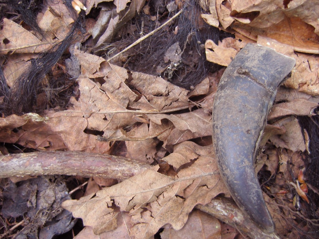 TigerBear2006_JSlaght_alt