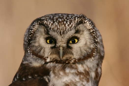 Boreal Owl (c) J. Slaght