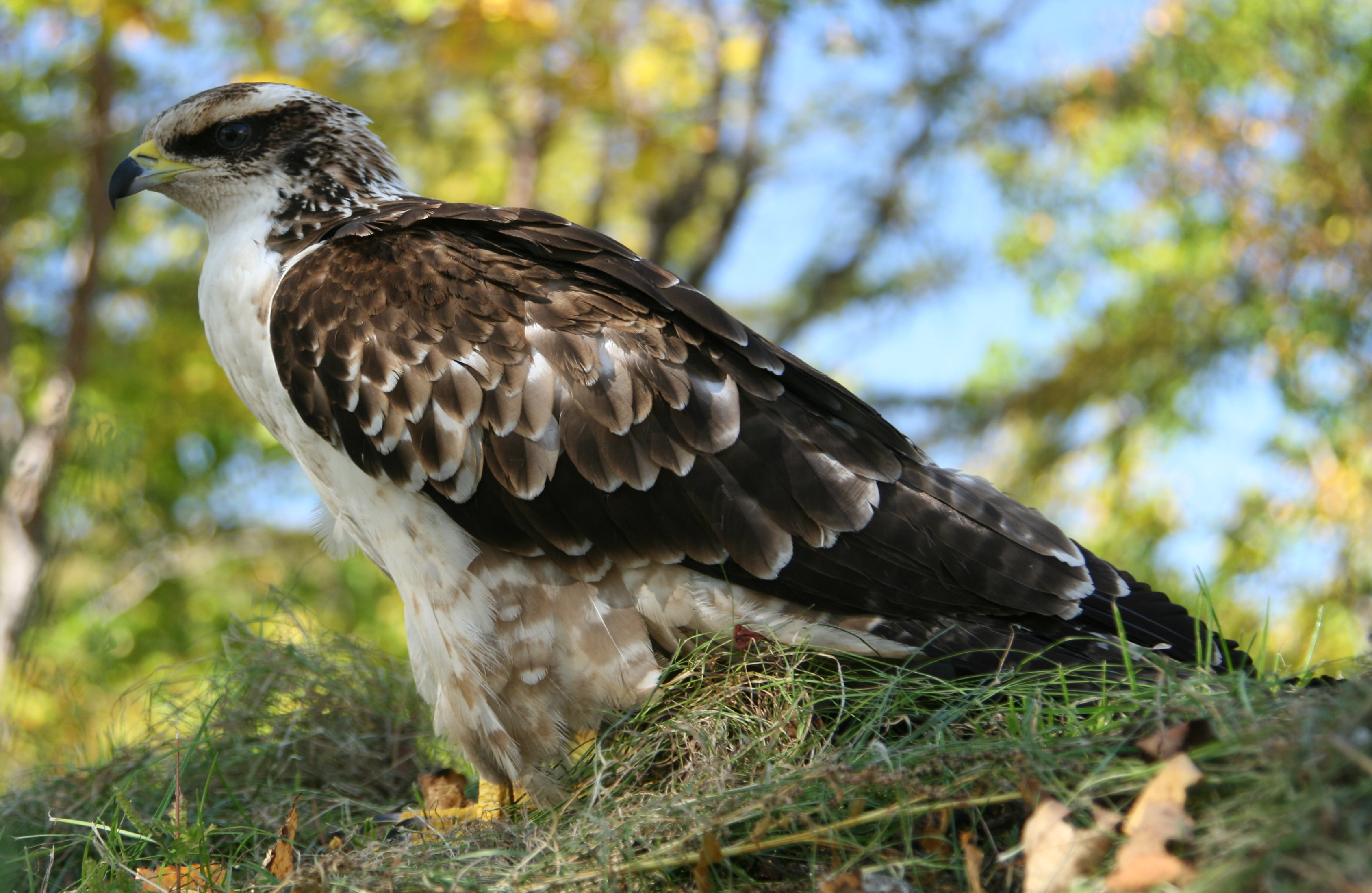 SlaghtBlog05_HoneyBuzzard01