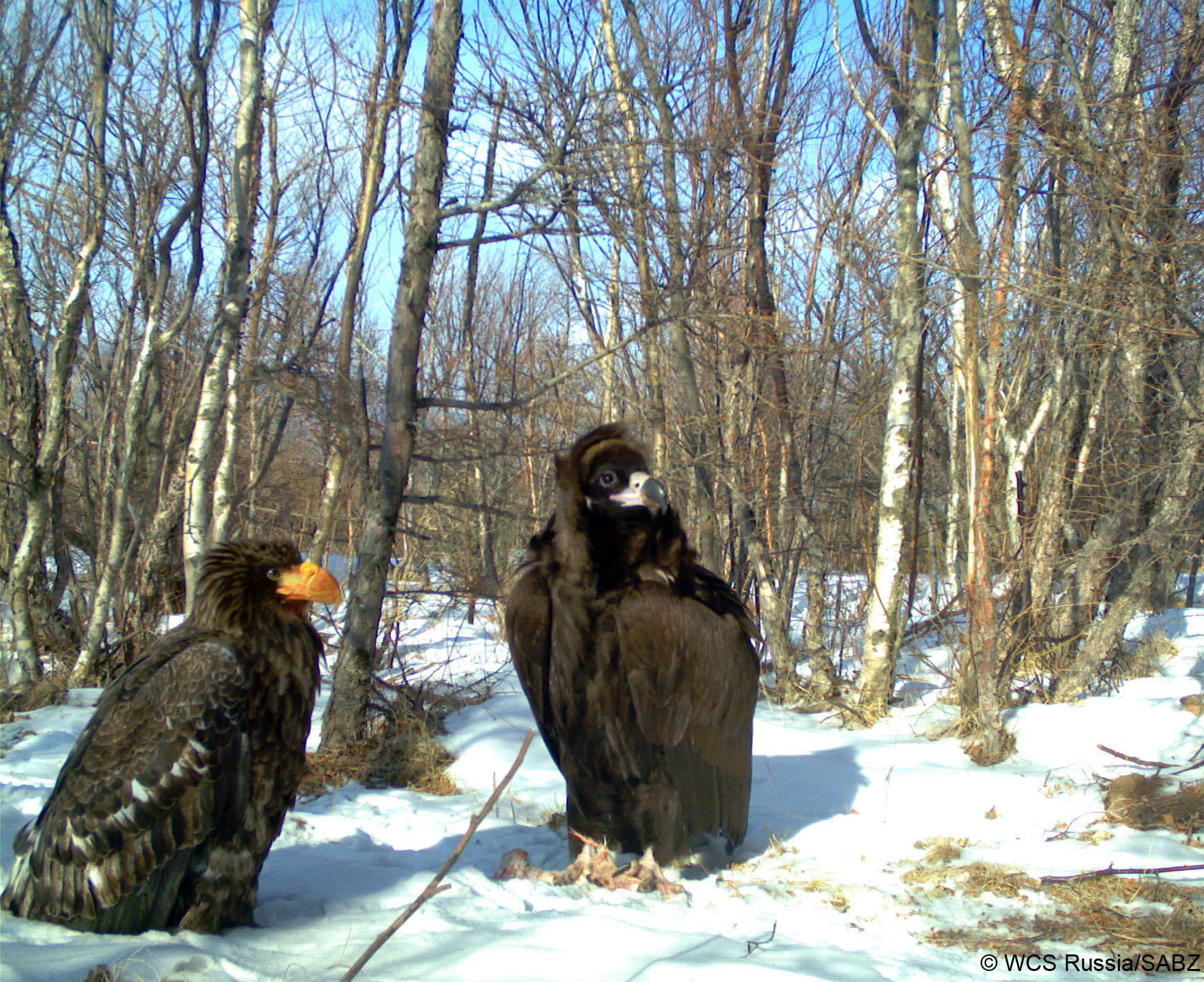 VultureEagle_WCSRussia