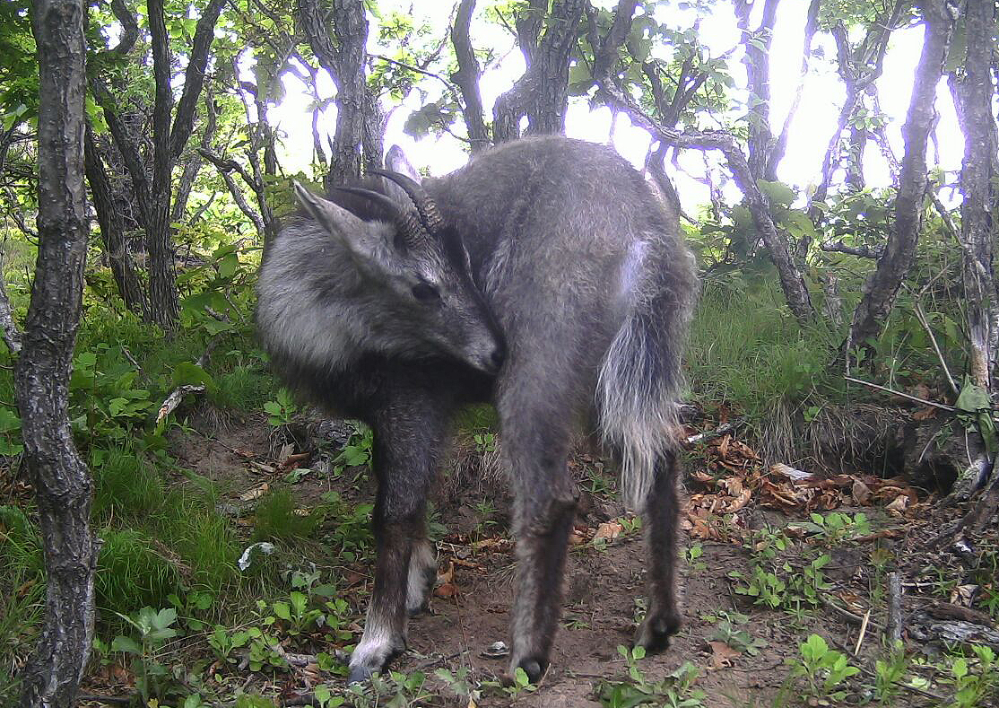 Goral_WCSRussia_SABZ