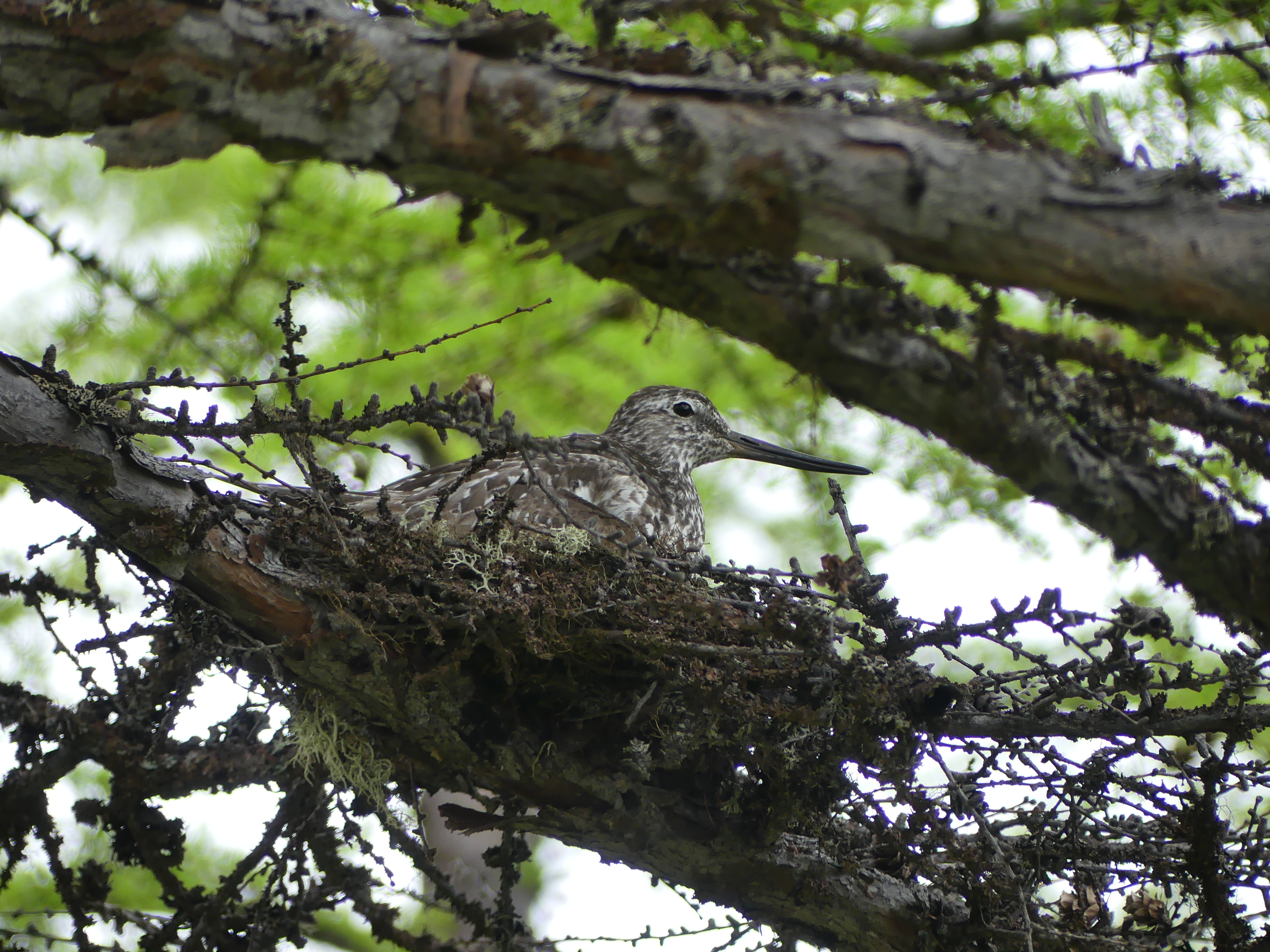 NordmannsAdultNest_Maleko